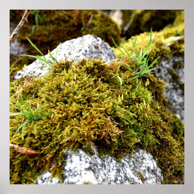 Poster Mosses (Frente)