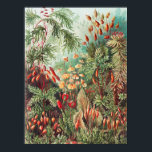 Poster Mosses, Muscinae Laubmoose por Ernst Haeckel<br><div class="desc">Muscinae Laubmoose por Ernst Haeckel Vintage Plant Poster</div>