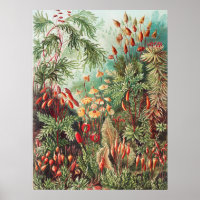 Mosses, Muscinae Laubmoose por Ernst Haeckel