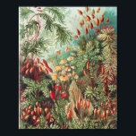 Poster Mosses, Muscinae Laubmoose por Ernst Haeckel<br><div class="desc">Muscinae Laubmoose por Ernst Haeckel Vintage Plant Poster</div>