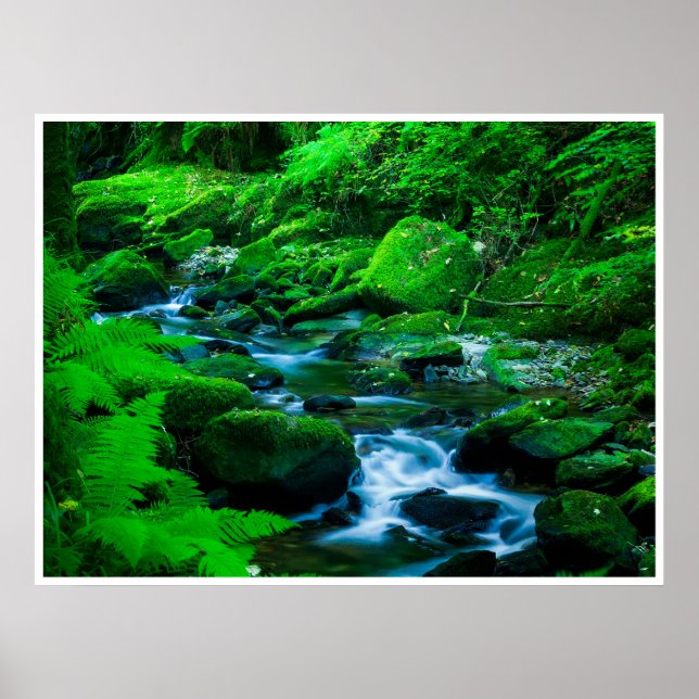 Poster Mossy Forest Stream in Killarney National Park (Frente)