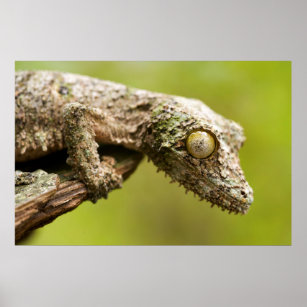 Poster Mossy leaf-tailed gecko on a piece of bark