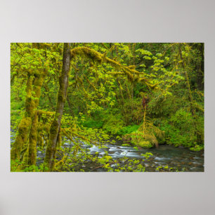 Pôster Mossy Rochas E Árvores Linha Águia