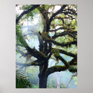 Poster Mossy Tree in the Fog