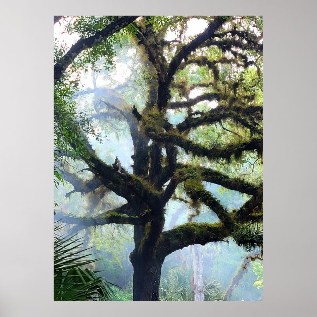 Poster Mossy Tree in the Fog (Frente)