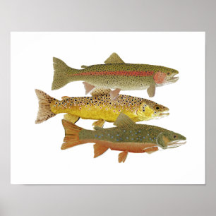 Poster Most Popular Trout Artwork