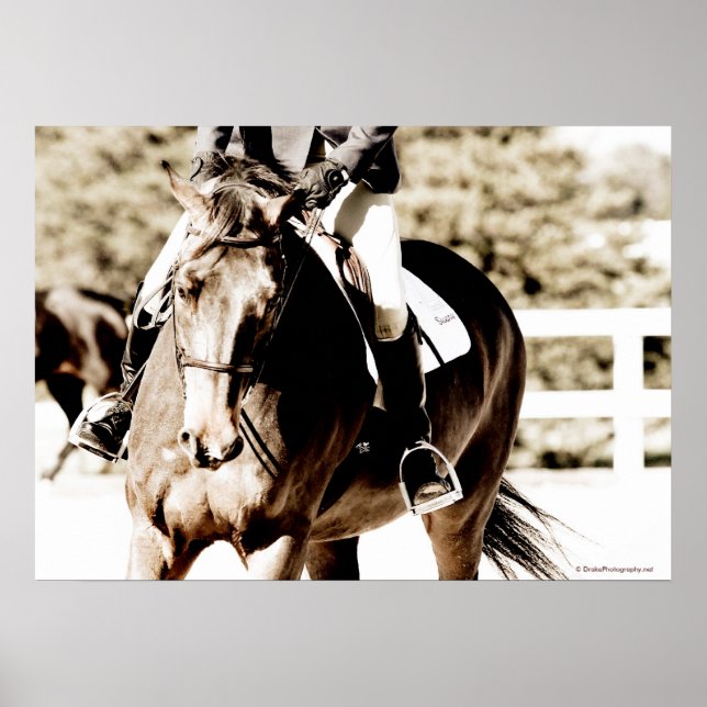 Pôster Mostrar Cavalo (Frente)