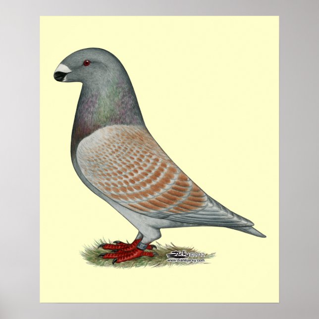 Pôster Mostrar Opção Recessiva do Racer (Frente)