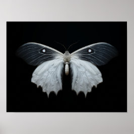 Poster Moth
