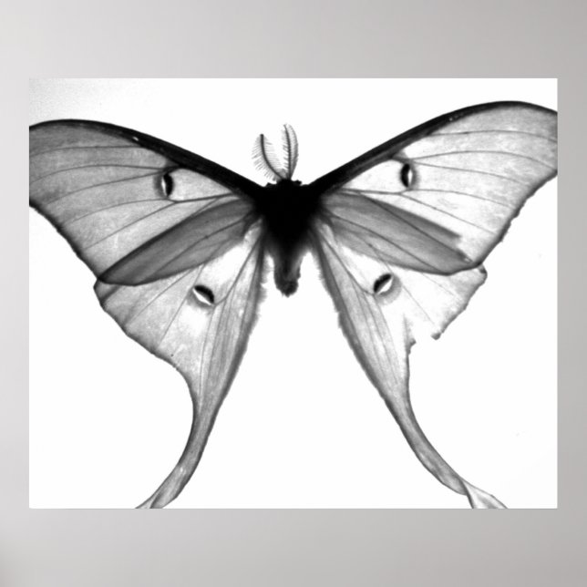 Poster Moth (Frente)