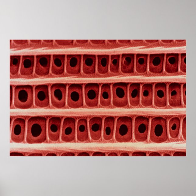 Poster Moth - wing scale (Frente)