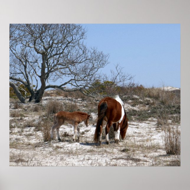 Poster Mother and Baby Horse at Assateague (Frente)