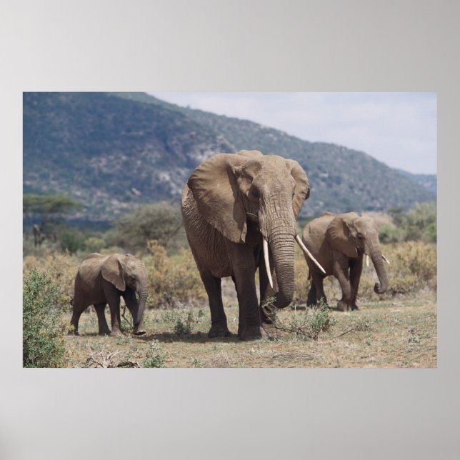 Poster Mother elephant walking with elephant calf (Frente)