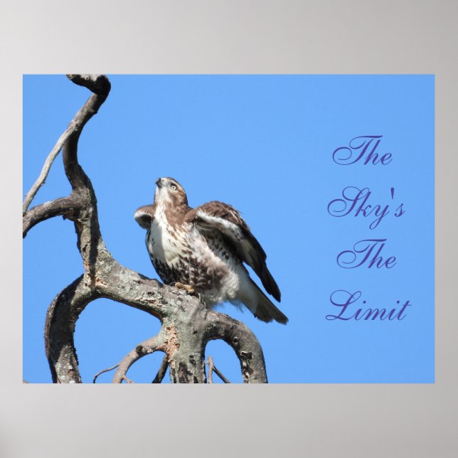 Poster Motivacional Juvenile Red Tail Hawk (Frente)