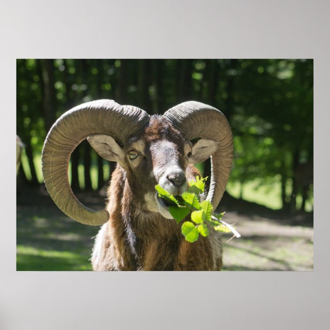 Pôster Mouflon Ram (Frente)