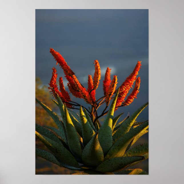 Poster Mountain Aloe (Aloe Marlothii Berger) (Frente)