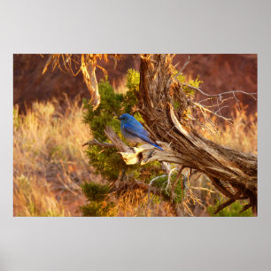 Pôster Mountain Bluebird no Parque Nacional de Arches