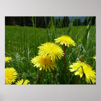 Pôster Mountain Dandelions