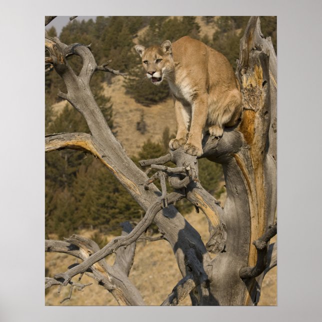 Pôster Mountain Lion | Aka Puma (Frente)