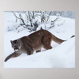 Pôster Mountain Lion on the Prowl