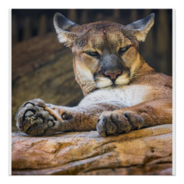 Pôster Mountain Lion Wildlife Wall Art Photo Nature Print