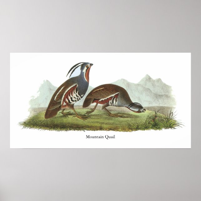 Poster Mountain Quail, John Audubon (Frente)
