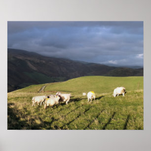 POSTER MOUNTAIN SHEEP