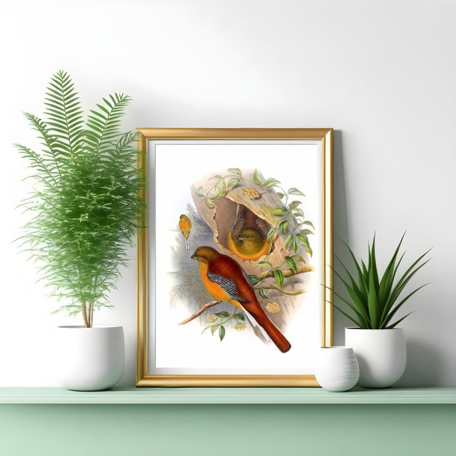 Poster Mountain Trogon (Criador carregado)