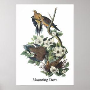 Poster Mourning Dove, John Audubon