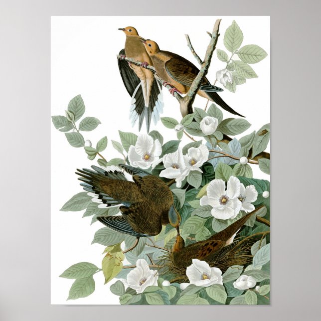 Poster Mourning Dove, John James Audubon (Frente)