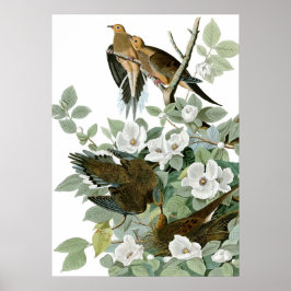 Poster Mourning Dove, John James Audubon Fine Art