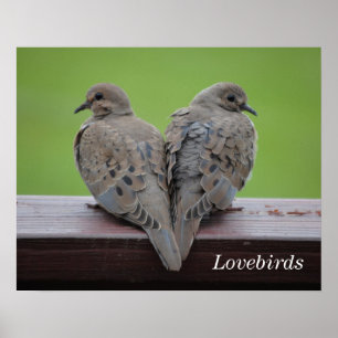 Pôster Mourning Doves