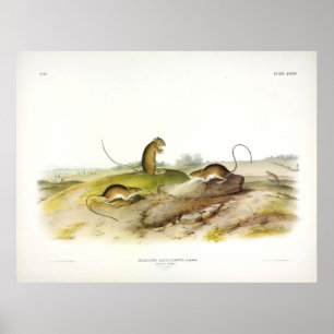 Poster Mouse emperrado, ou Mouse emperrado, por Audubon
