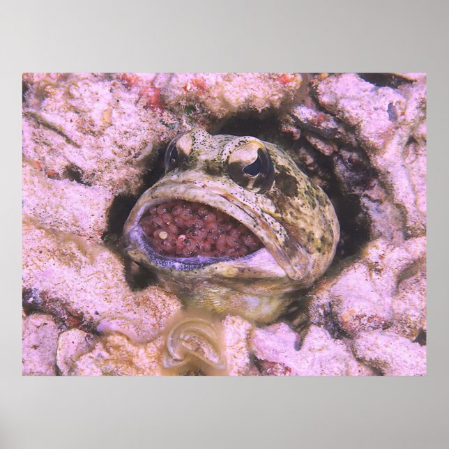 Poster Mouth Brooding (Frente)