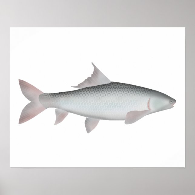 Poster Mrigal Carp (Frente)