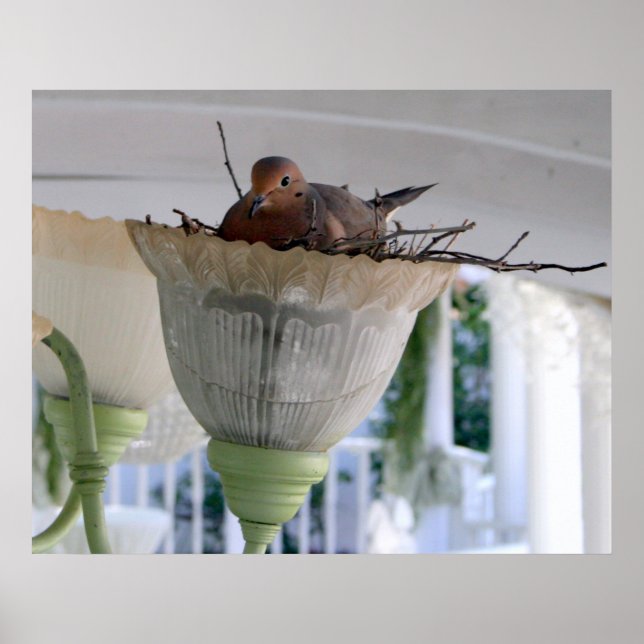 Pôster Ms Dove (Frente)