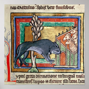 Pôster MS Roy Um lobo fora de uma dobra de ovelhas