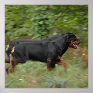 Poster Mudando-se para o pátio