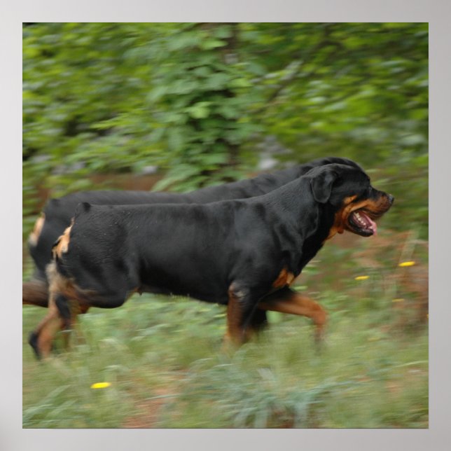 Poster Mudando-se para o pátio (Frente)