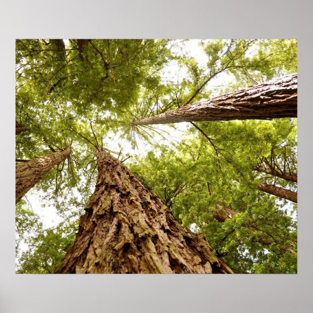 Poster Muir Woods (Frente)