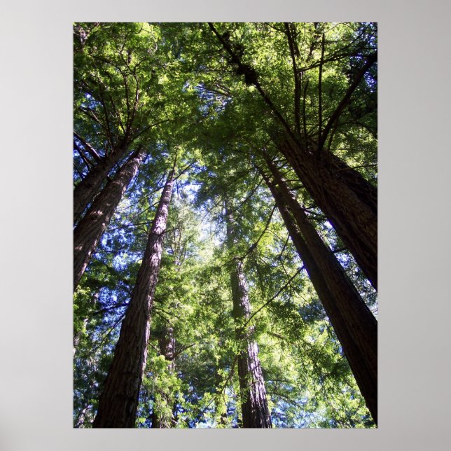 Poster Muir Woods (Frente)