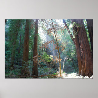 Poster Muir Woods California