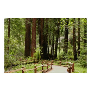 Pôster Muir Woods Path I Nature Photoics
