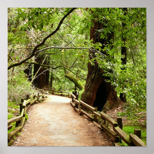 Poster Muir Woods Path II - Fotografia natural (Frente)