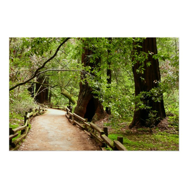 Pôster Muir Woods Path II - Fotografia natural (Frente)
