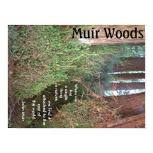 Muir Woods Trees com Cotação