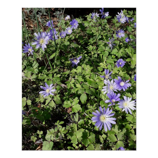 Pôster Muitas flores (Frente)