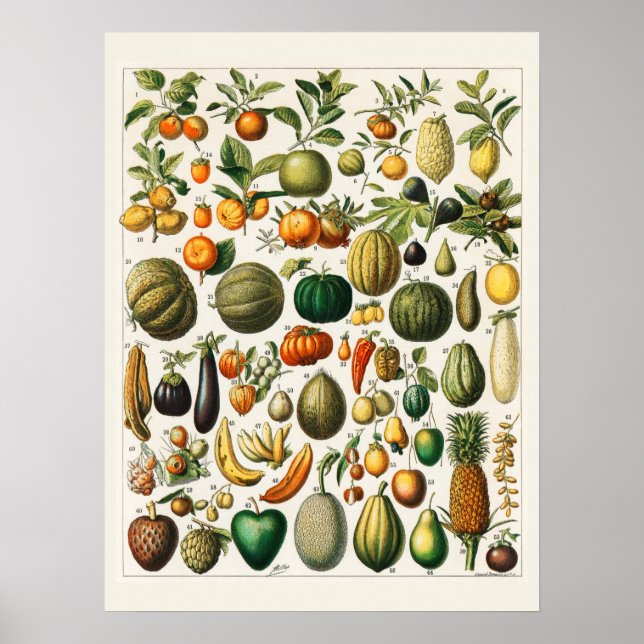 Poster Muitas frutas (Frente)