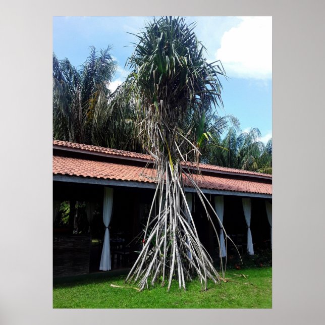 Poster muitas pernas (Frente)