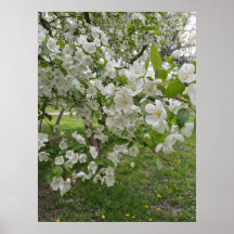 Muitos Botões de Flor